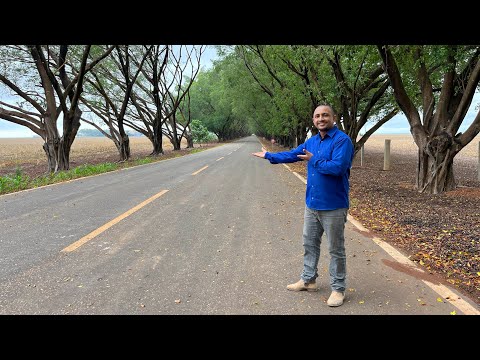 A estrada mais conhecida do Sul do Maranhão 🛣️ MA006 Fazenda Norton em Tasso Fragoso