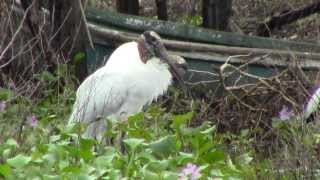 preview picture of video 'Cigüeña Americana, Wood Stork (Mycteria americana), by trucha1618xx'