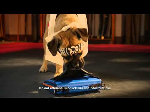 Cinco The Dog vs. Five Star® Sewn Zipper Binders