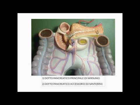 ANATOMIA UMANA - LEZIONE 25 - FEGATO - PANCREAS - CISTIFELLEA    PARTE 13