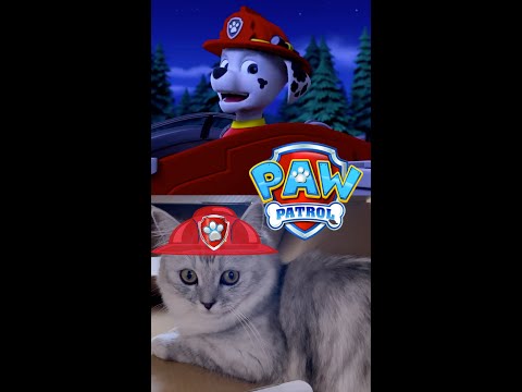 【Kitten CATastrophe!🚒】#catpack