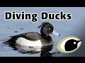 BTO Bird ID Diving Ducks