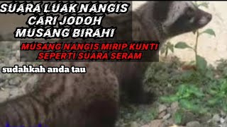 Download lagu SUARA PIKAT ‼️ musang /luak atau rase nangis cari jodoh mp3 Download lagu SUARA PIKAT ‼️ musang /luak atau rase nangis cari jodoh mp3