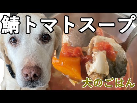 , title : '冬の風邪対策に | サバのトマト煮込み | 缶詰使用でめちゃくちゃ簡単！ | 犬の手作りごはんレシピ'