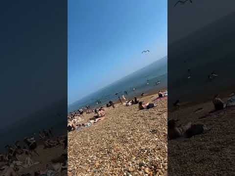 Baby Pomeranian seeing the beach for the first time 🥰#pomeranian #babypomeranian #viralshort #viral