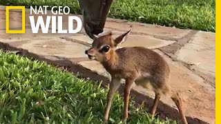 Tiny Rescued Antelope Makes an Unlikely Friend | Nat Geo Wild by Nat Geo WILD