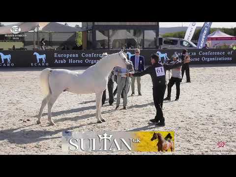 N 61 SAFEER BY SIBILLA   Prague 2020   Intercup   7 Years Old and Older Stallions Class 11