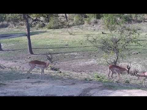 Djuma: Impala rams sparring - 16:06 -  10/31/21