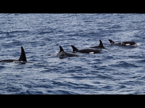 Mirissawa Whale Watching 