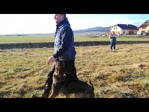 Quatro Hexer - obedience 12/17