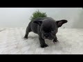 French Bulldog dogs for sale: Grace - Video 1
