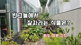 반그늘도 아름답게 식재하는 방
