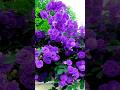 The most beautiful beautiful purple roses.|#purplerosez #rosegarden #flowergarden #roseflowers