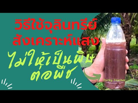 วิธีใช้จุลินทรีย์สังเคราะห์แสง ไม่ให้เป็นพิษต่อพืชทุกชนิด