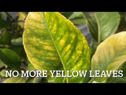 See what happen when you use Epsom salt on your Lemon tree