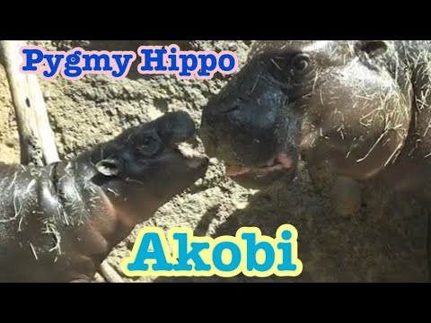 Pygmy Hippo 🦛 Akobi コビトカバ　アコビとママ♥️‼️😀