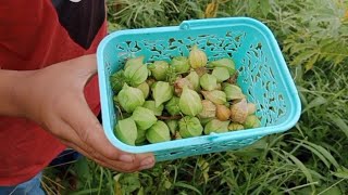 Download lagu Rahman Azzah PANEN BUAH CIPLUKAN banyak banget sampe berjatuhan #panenbuah mp3 Download lagu Rahman Azzah PANEN BUAH CIPLUKAN banyak banget sampe berjatuhan #panenbuah mp3