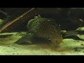Scobinancistrus sp. (L253) Scobinancistrus sp. (L253)
