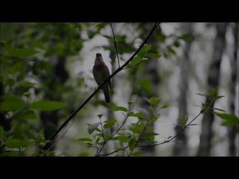 Жанна Бичевская - Пел соловей