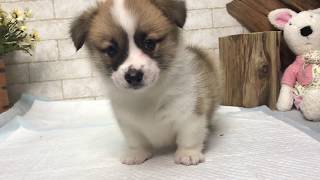 Video preview image #1 Pembroke Welsh Corgi Puppy For Sale in NEW YORK, NY, USA