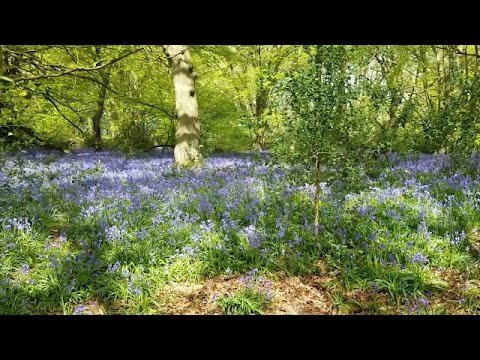 The North Downs Way   Part 5, Oxted to Otford