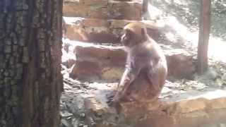 preview picture of video 'Le singe magot le Macaque berbère (Macaca sylvanus) Foret de Yakouren'