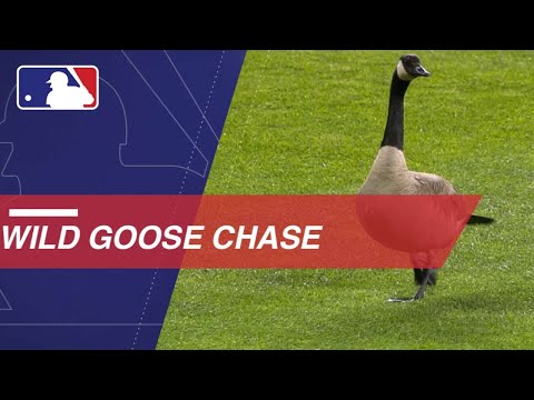ガチョウが球場に乱入して大騒ぎ (Goose flies into scoreboard at Comerica Park)