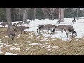 Bird flu linked to mammal deaths in Colorado