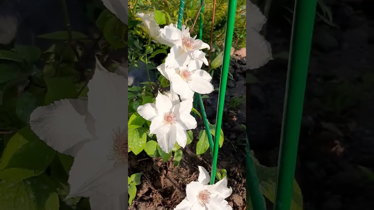 Клематис Фую-Но-Таби- японский сорт