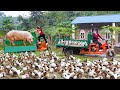 268 Days Use Truck Harvesting 1000+ Guinea Pig, Gaint Pigs, Many Ducks Goes To Country Market Sell DEFAULT Thumbnail