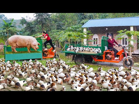 268 Days Use Truck Harvesting 1000+ Guinea Pig, Gaint Pigs, Many Ducks Goes To Country Market Sell