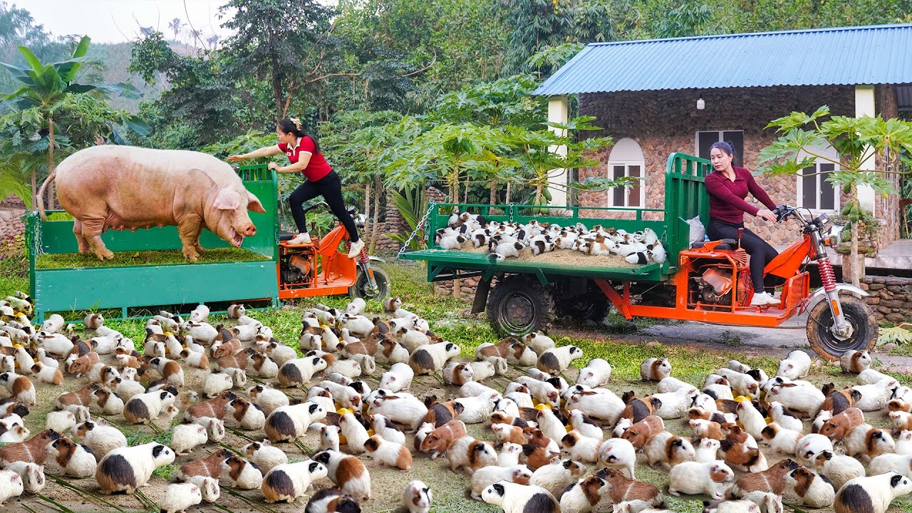 268 Days Use Truck Harvesting 1000+ Guinea Pig, Gaint Pigs, Many Ducks Goes To Country Market Sell