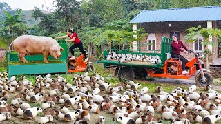 268 Days Use Truck Harvesting 1000+ Guinea Pig, Gaint Pigs, Many Ducks Goes To Country Market Sell MQDEFAULT Thumbnail
