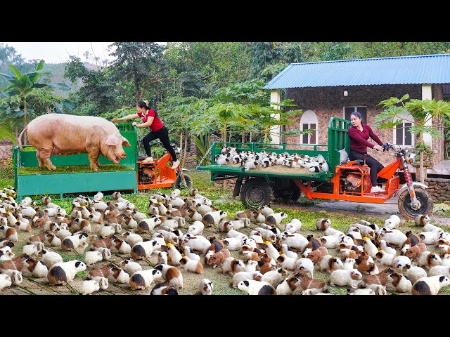 268 Days Use Truck Harvesting 1000+ Guinea Pig, Gaint Pigs, Many Ducks Goes To Country Market Sell SDDEFAULT Thumbnail