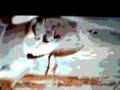 Cocteau Twins - Beatrix 