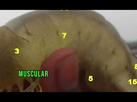 Understanding Shrimp Anatomy: Key Body Parts Explained , @wecanwin2307, #Shrimp #biology