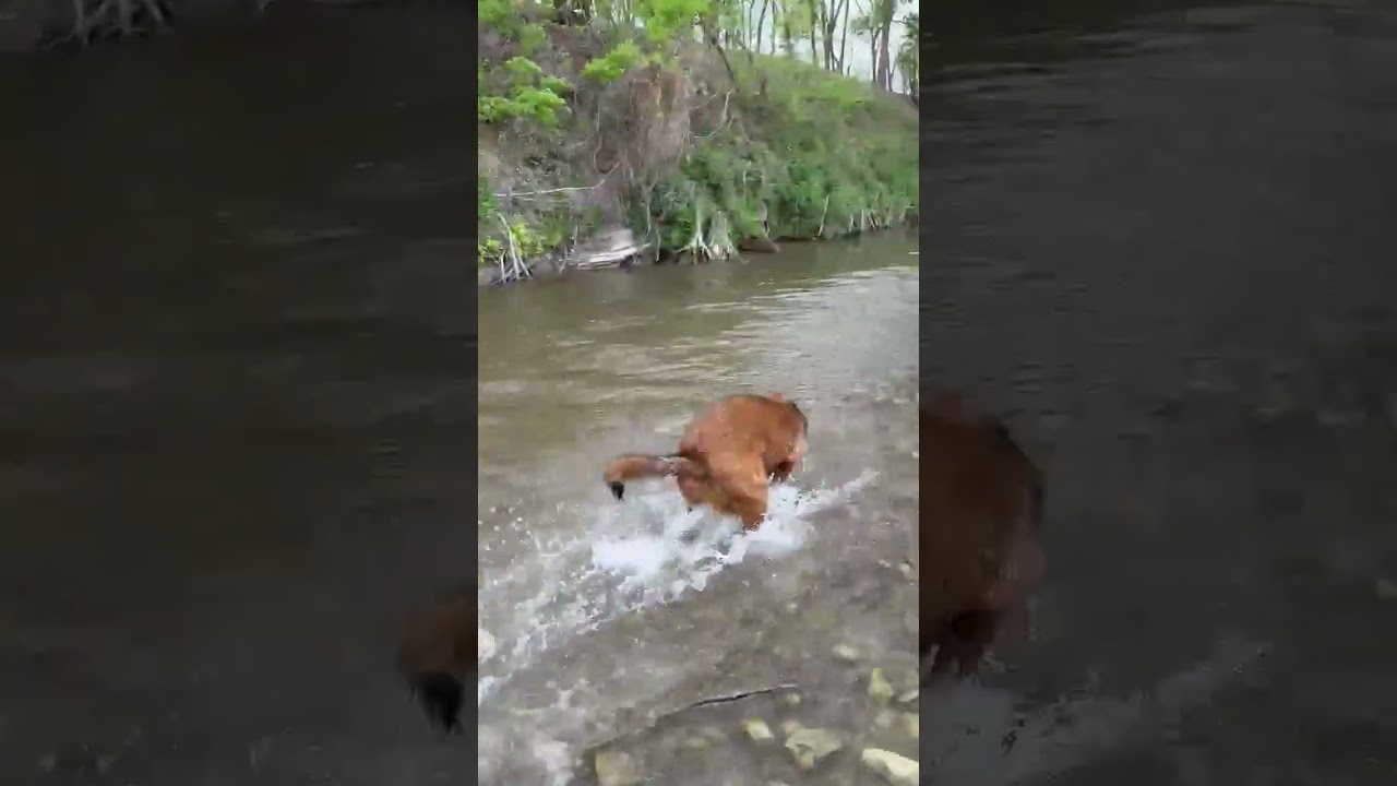 CindyLou, an adopted mixed breed in Albany, NY video 6/6