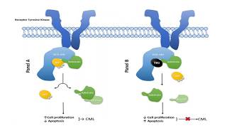 June 2020 Chronic Myeloid Leukemia and Cardiotoxicity