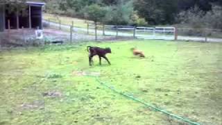 preview picture of video 'Dogs playing with some cows'
