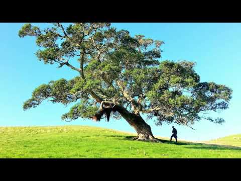 Najbolje Afirmacije za zdravlje, isceljenje tela i zahvalnost svom telu od Lujze Hej - Jasna Antić