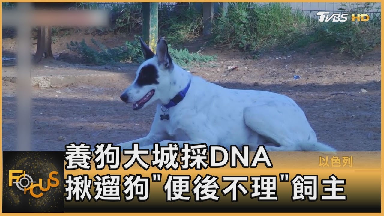 養狗大城採DNA　揪遛狗「便後不理」飼主