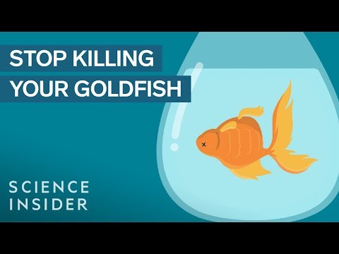 , title : 'How To Keep Your Goldfish Alive For 15 Years'