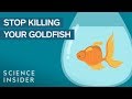 How To Keep Your Goldfish Alive For 15 Years