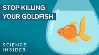 How To Keep Your Goldfish Alive For 15 Years