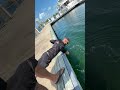 Bull shark in Bimini bay Marina