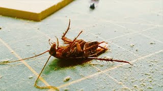 5 Natural Effective Ways to Keep Cockroaches Out of Your Home