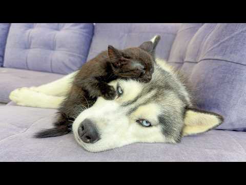 YouTube 썸네일