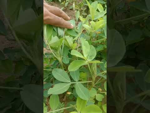 #peenut farming#Mungfali ki kheti kaise