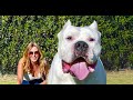 THE DOGO ARGENTINO DOG  - DANGEROUS & BANNED?