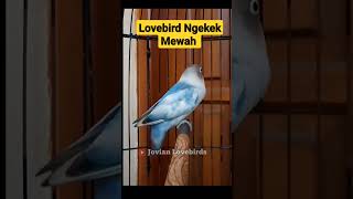 Download lagu Lovebird ngekek panjang gaya mewah #burunglovebird #lovebirdngetikpanjang #burunglovebirds #lovebird mp3
